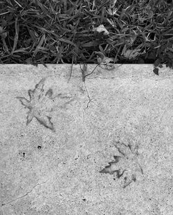 High angle view of an animal on sand