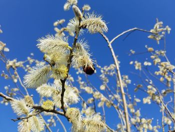 Low angle view of flowering plant against blue sky