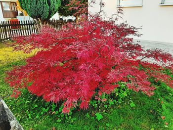 Close-up of red tree against building