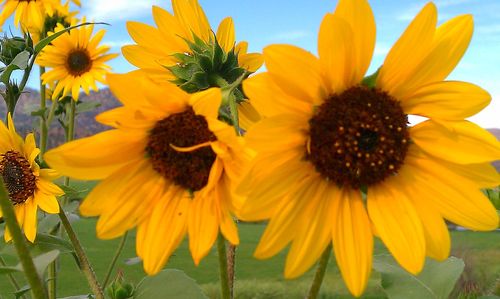 Close-up of yellow flowers blooming outdoors