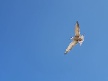 Low angle view of seagull flying in sky