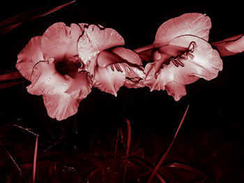 Close-up of flower blooming against black background