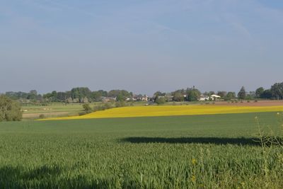 Scenic view of agricultural field against clear sky