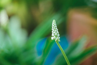 Close-up of flowering plant