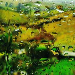 Close-up of leaves on water