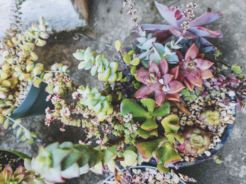 High angle view of pink flowering plant