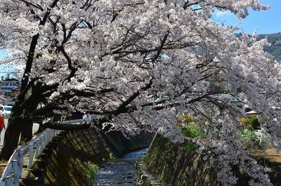 Cherry blossoms in spring