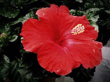 Close-up of wet red hibiscus blooming outdoors