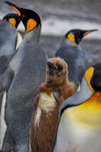 Baby penguin molting