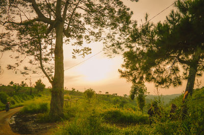 Trees on field against sky at sunset