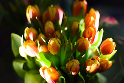 Beautiful bouquet of spring tulips.