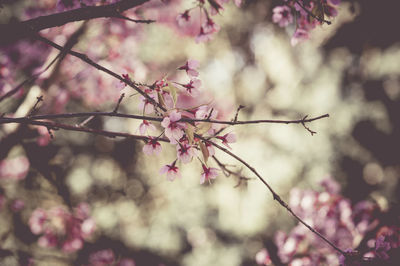 Close-up of pink flowers