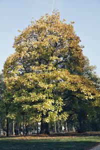 View of flowering trees on field against sky