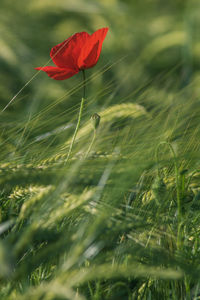 Close-up of red poppy in wheat field