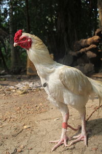 Close-up of a bird on a field