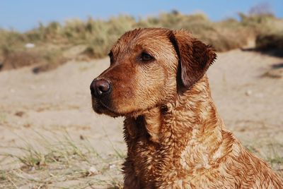 Close-up portrait of dog