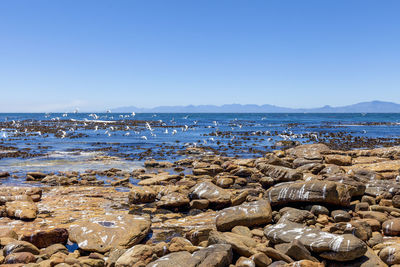 View of rocky beach located at cape peninsula, numerous of birds flying above, south africa