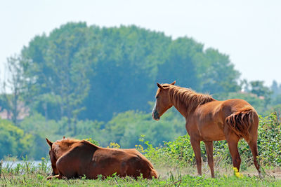 Brown horses on field during sunny day