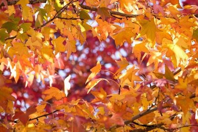 Close-up of autumnal leaves on tree