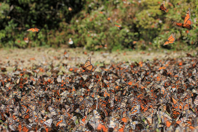 Close-up of butterfly on ground