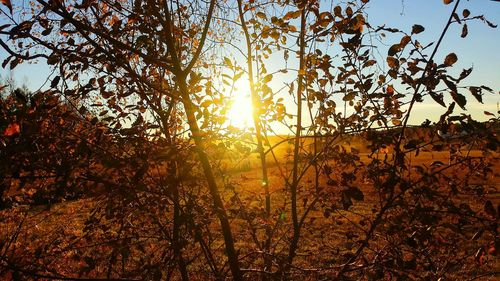 Sun shining through trees