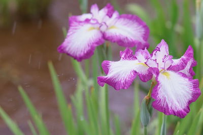 Close-up of fresh pink iris flower