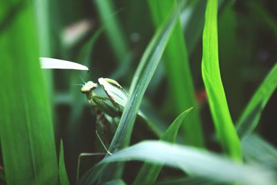 Close-up of green plant on field