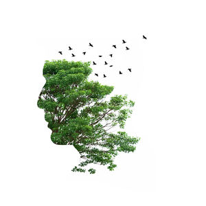 Close-up of birds over white background