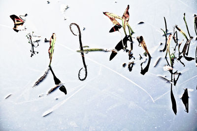 High angle view of frozen lake during winter