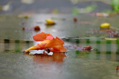 Close-up of fish in lake