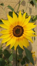 Close-up of yellow flower