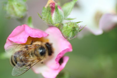 Close-up of bee pollinating on pink flower