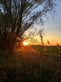 Scenic view of field against sky during sunset