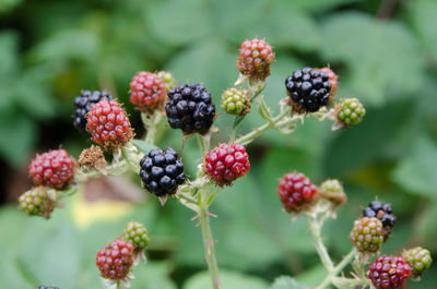 Close-up of berries growing on tree