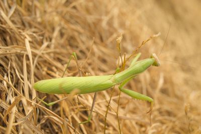 Close-up of insect on leaf