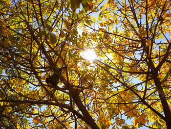 Low angle view of tree against sky