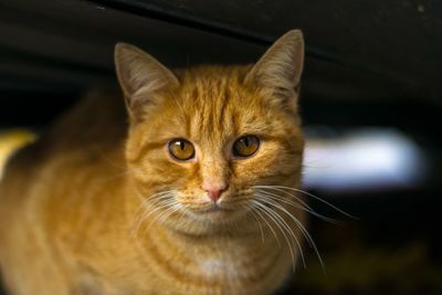 Close-up portrait of cat