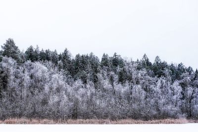 Trees growing against clear sky