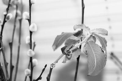 Close up of plant against blurred background