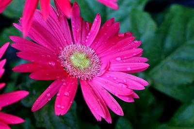 Close-up of wet pink flower blooming outdoors