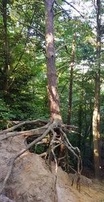 Trees growing in forest