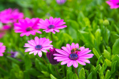 Close-up of pink flowers blooming outdoors