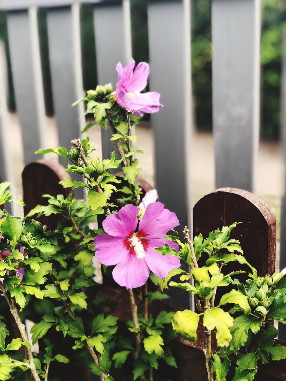 CLOSE-UP OF PINK FLOWER PLANT