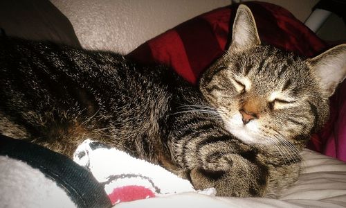 Cat sleeping on bed