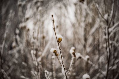 Close-up of plant against white background