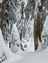 Scenic view of snow covered mountain