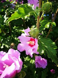 Close-up of pink flowers blooming outdoors