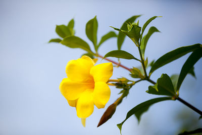 Close-up of yellow flowering plant against blue sky