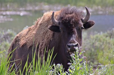 Portrait of an animal on field