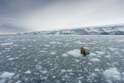 View of an animal on snow covered landscape